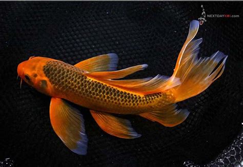 butterfly koi fish